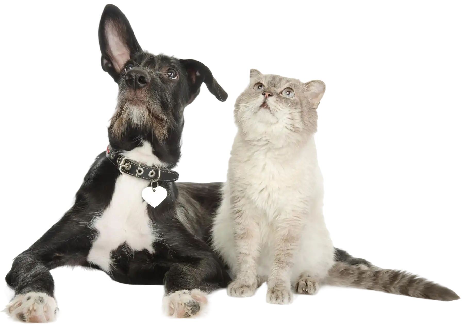 Dog and cat looking up